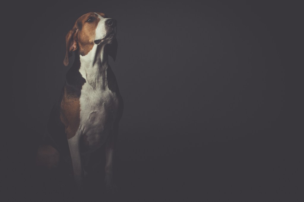 cachorro beagle olhando para algum local ou para alguém